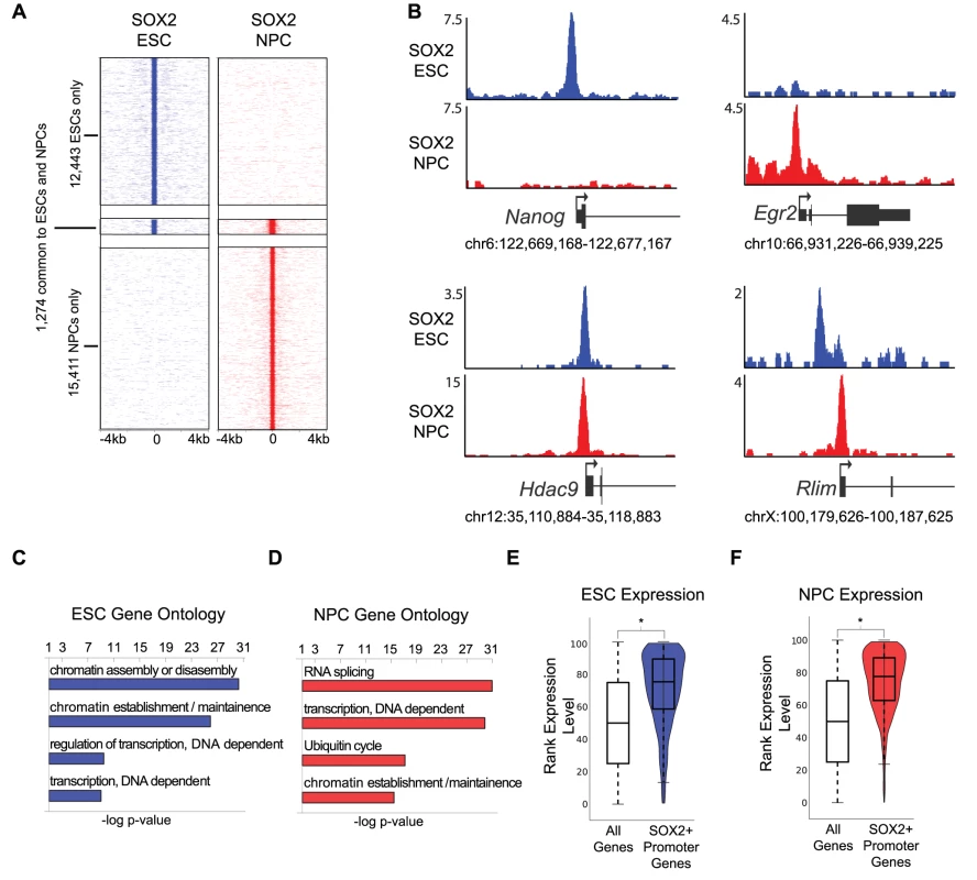 SOX2 binds promoters with cell-type-specific functions in ESCs and NPCs.
