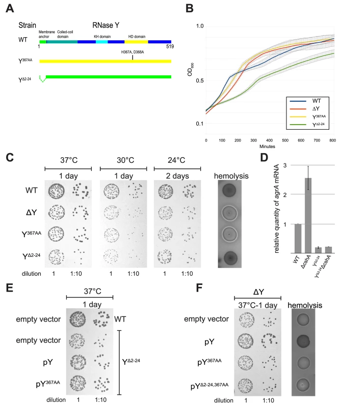 Removal of the membrane anchor enables RNase Y to suppress the phenotypes of a ΔcshA mutant.