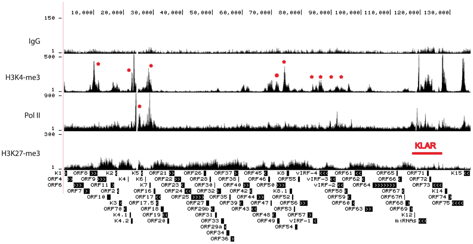 Genome-wide epigenome analysis of KSHV in BCBL-1 cells.
