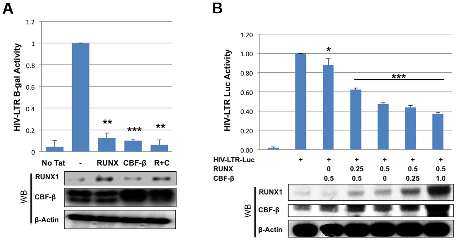RUNX1 and CBF-β suppress LTR-driven promoter expression of the integrated and unintegrated LTR.