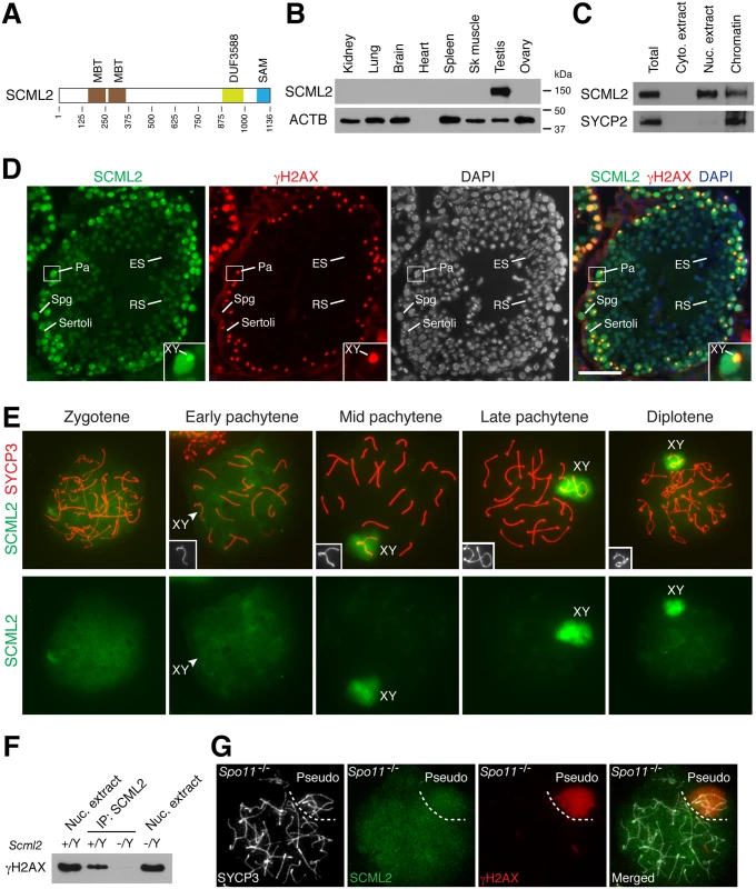 Expression and localization of SCML2 during mouse spermatogenesis.