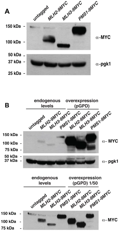 Expression of Pms1, Mlh2 and Mlh3 under control of the endogenous and <i>pGPD</i> promoters.