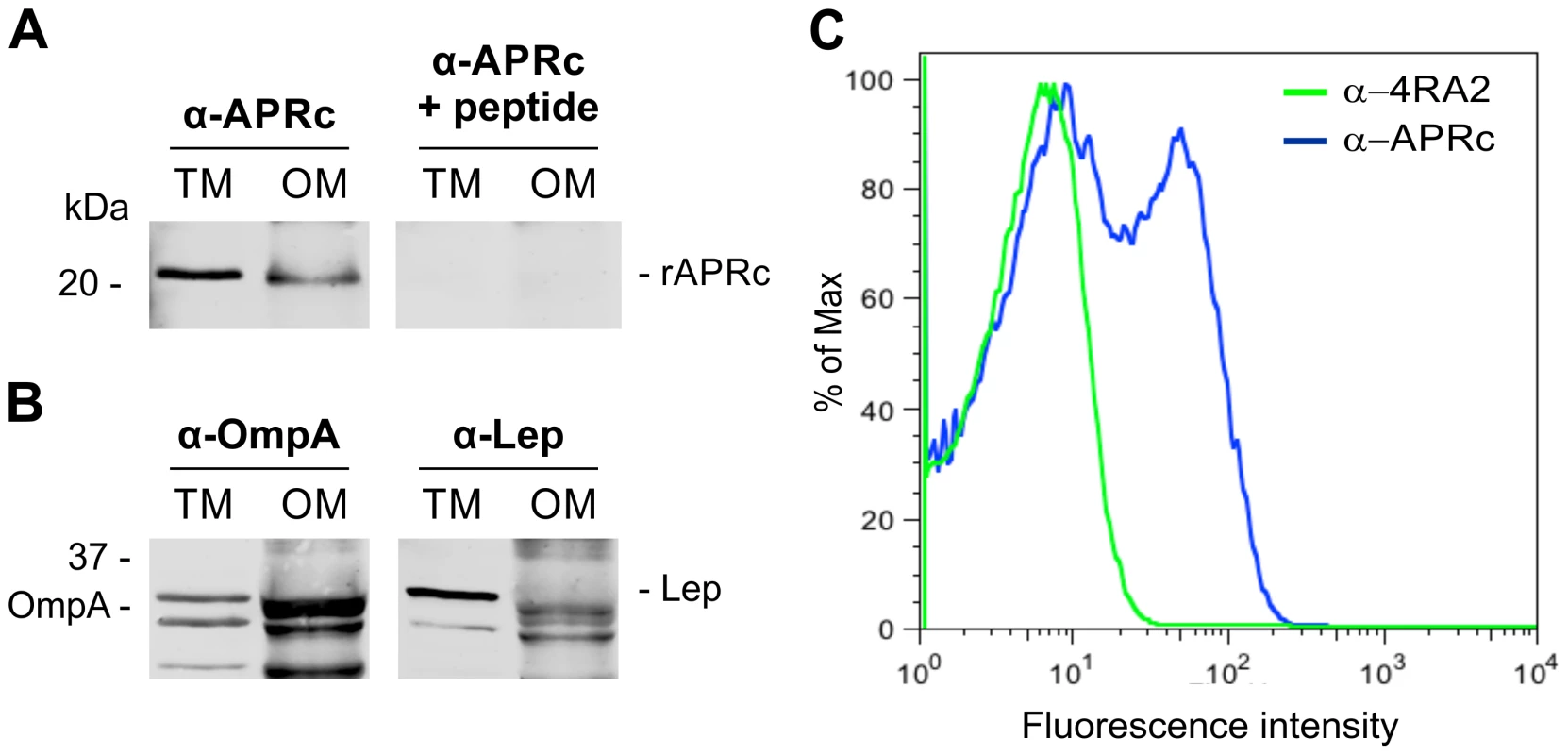 Recombinant full-length APRc accumulates in the outer membrane in <i>E. coli</i> and the soluble catalytic domain is exposed to the cell surface.