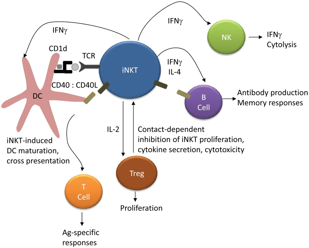 iNKT regulation of NK, T cell, and B cell activation.
