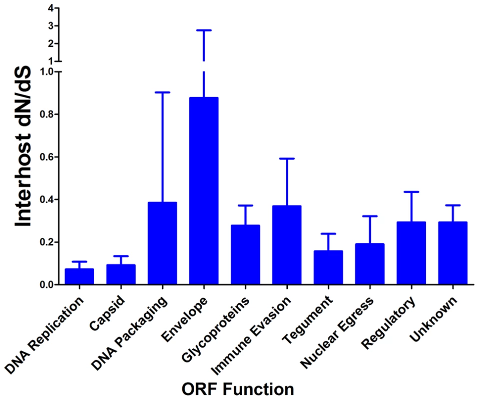 HCMV interhost dN/dS is significantly correlated with ORF function.