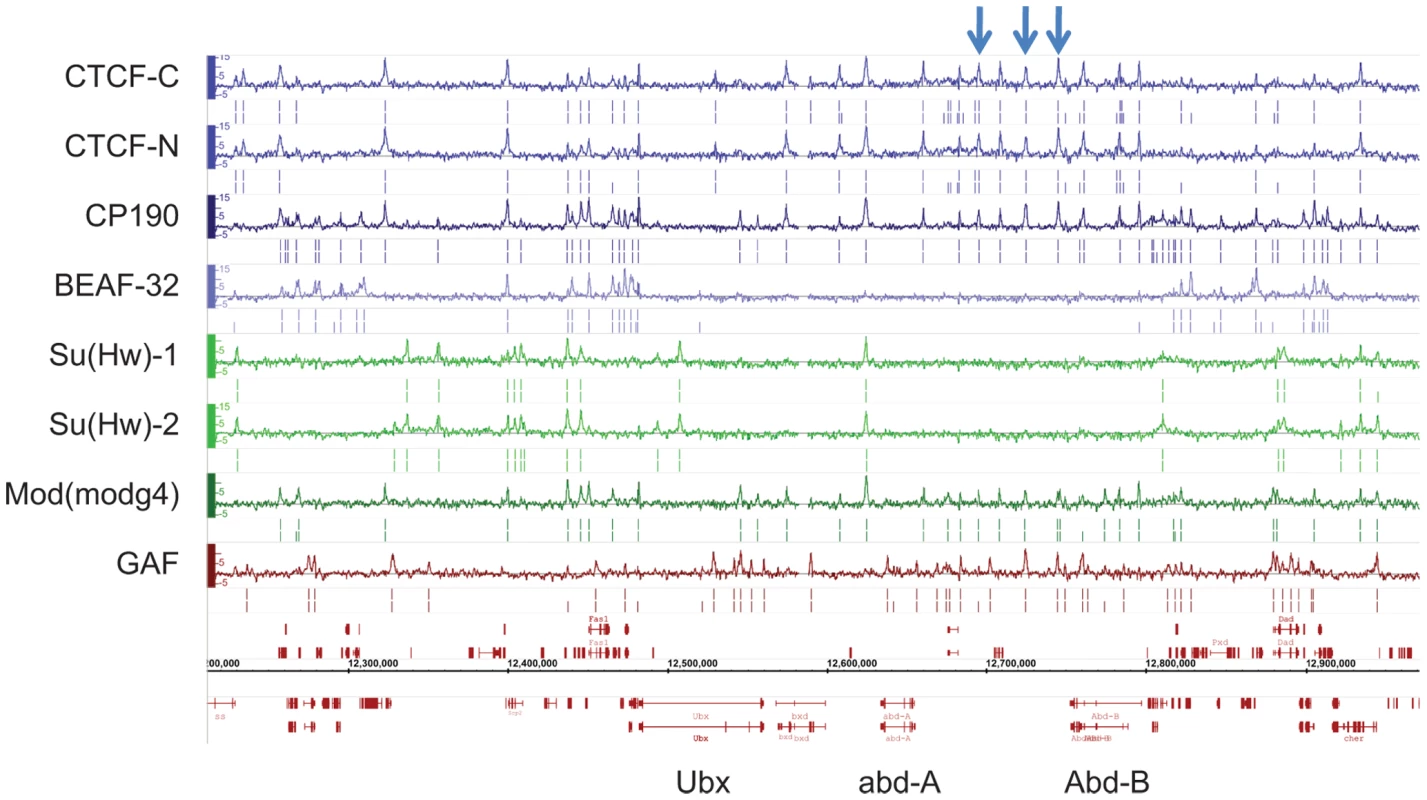 Binding profile of insulator-associated proteins in <i>Drosophila</i>.