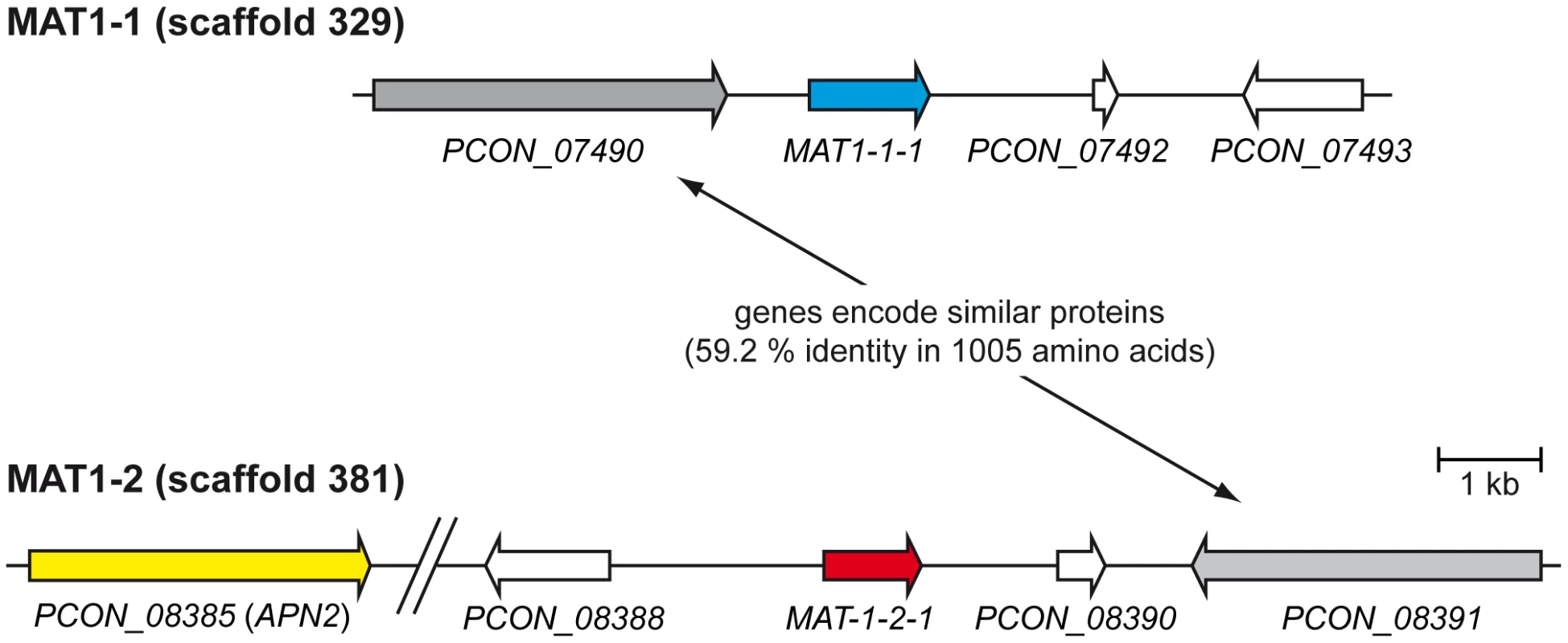 Organization of the mating type loci.