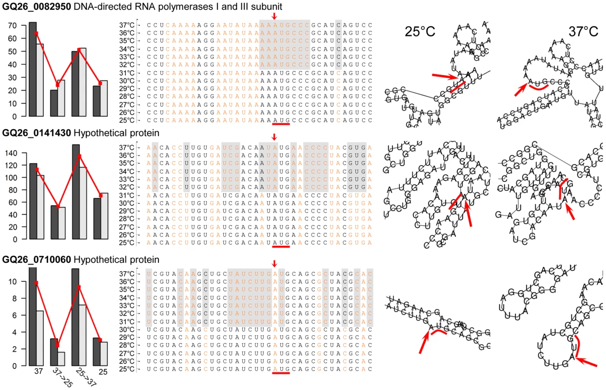 Temperature-induced structural transitions of <i>P. marneffei</i> mRNA transcripts.