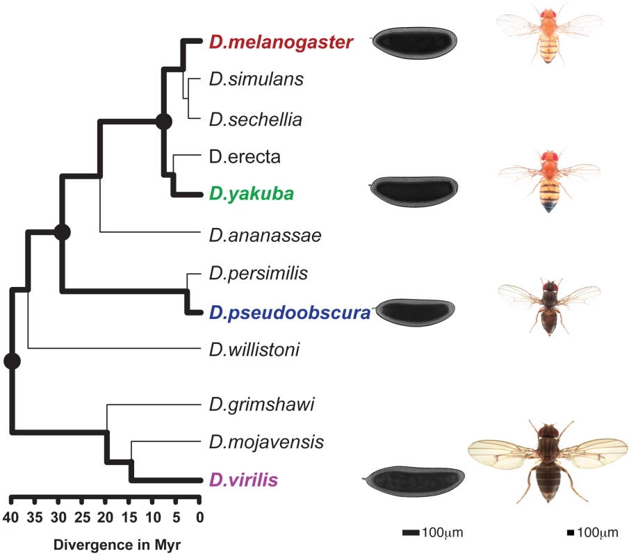Phylogenetic tree of the <i>Drosophila</i> genus.