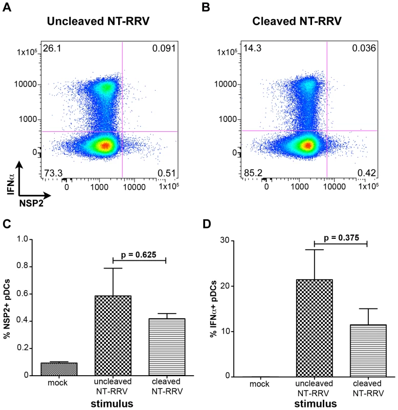 The effect of trypsin activation of rotavirus on pDC infection and IFNα induction.