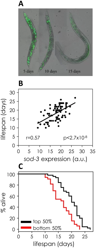 <i>sod-3</i> expression correlates with remaining lifespan.
