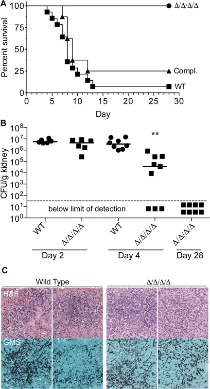 The Δ/Δ/Δ/Δ mutant is avirulent in a mouse model of systemic candidiasis.