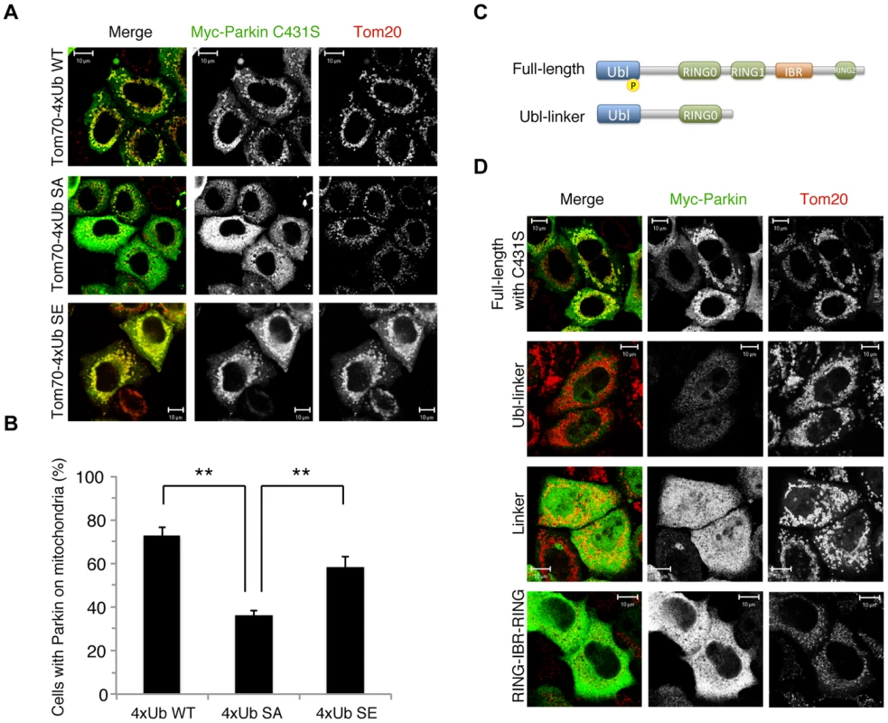 Phospho-polyUb chain mimic stimulates the mitochondrial translocation of Parkin independently of Parkin E3 activity.