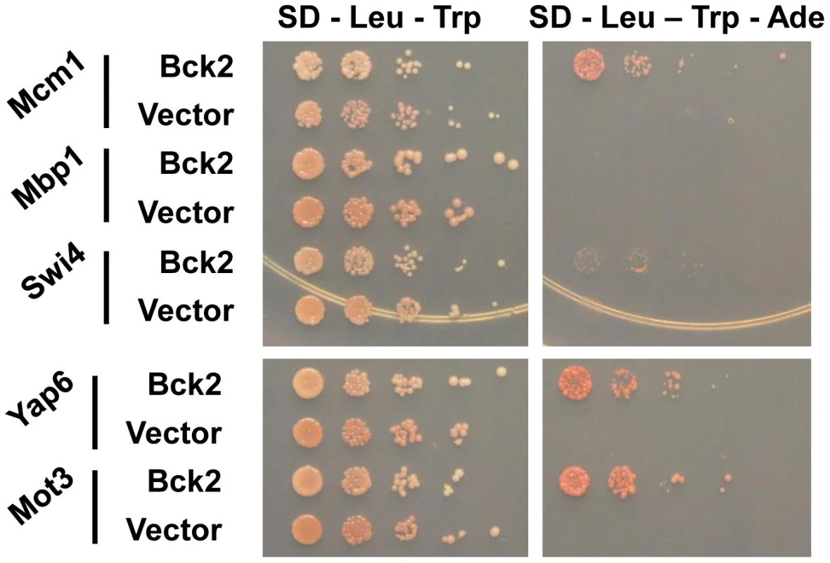 Bck2-interacting proteins identified in a genome-wide yeast two-hybrid screen.
