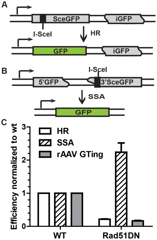 rAAV gene targeting efficiency correlates with HR, and not single strand annealing, activity.