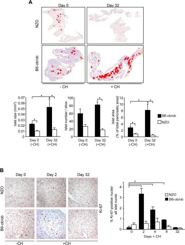 Diabetes resistance of B6-ob/ob mice is conferred by an adaptive islet hyperplasia.