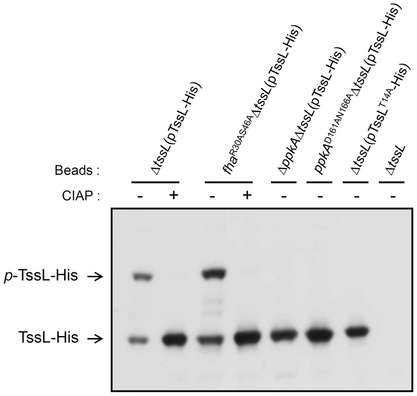 Phos-tag SDS-PAGE for TssL phosphorylation analysis in various mutants.
