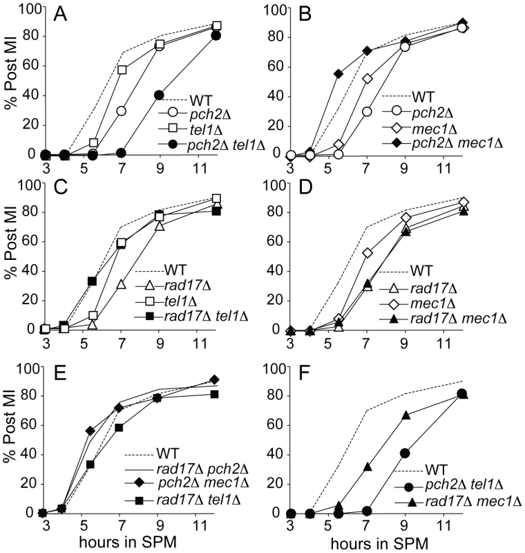 Meiotic progression analysis in single and double mutant strains.