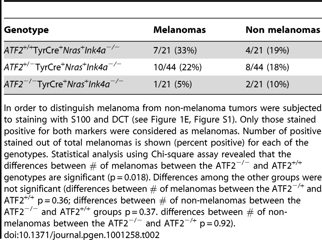 Tumors positive for melanoma markers S100 and DCT.