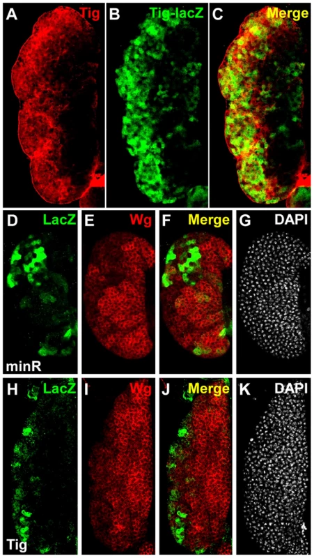 Expression of <i>Tig</i> and minR reporters in the larval LG.