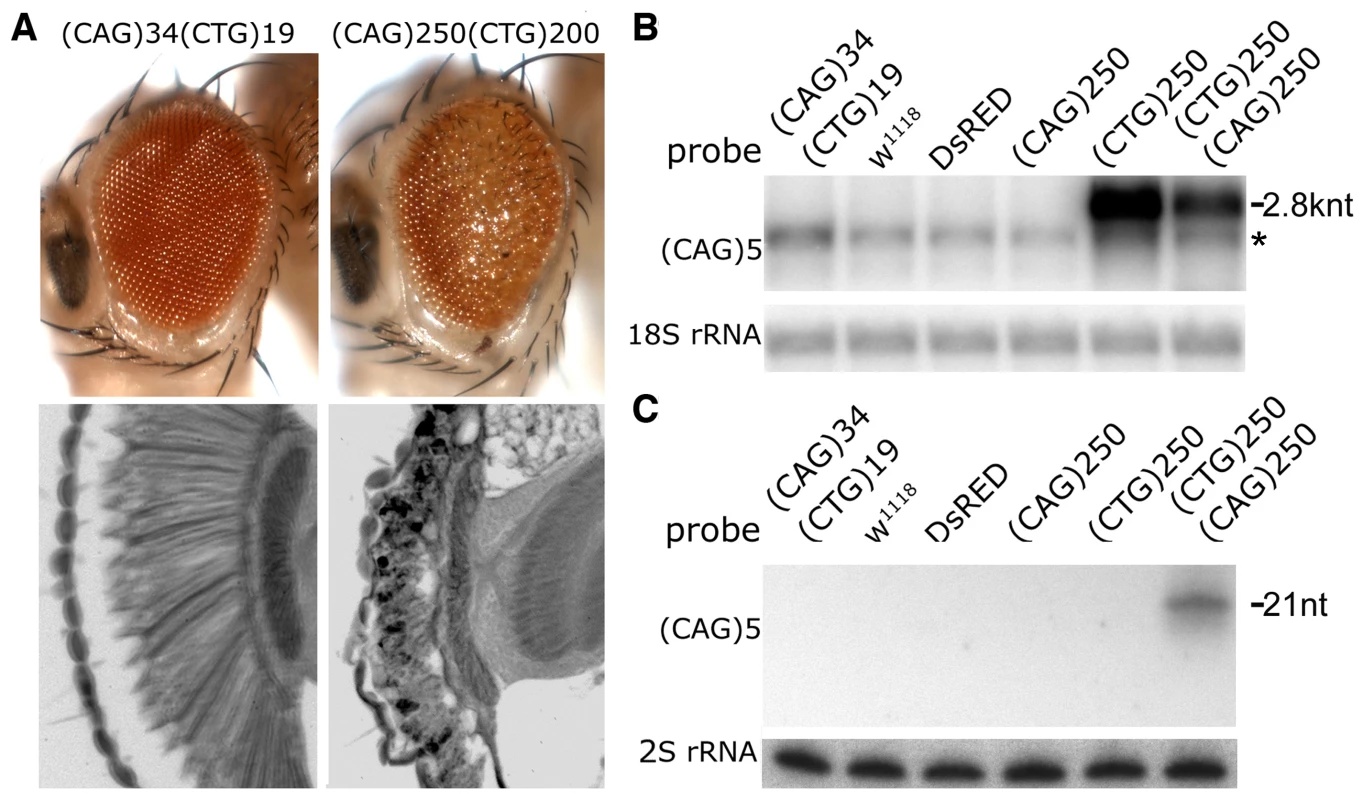 Interaction between expanded CAG and CTG repeat transcripts causes biogenesis of small RNAs.