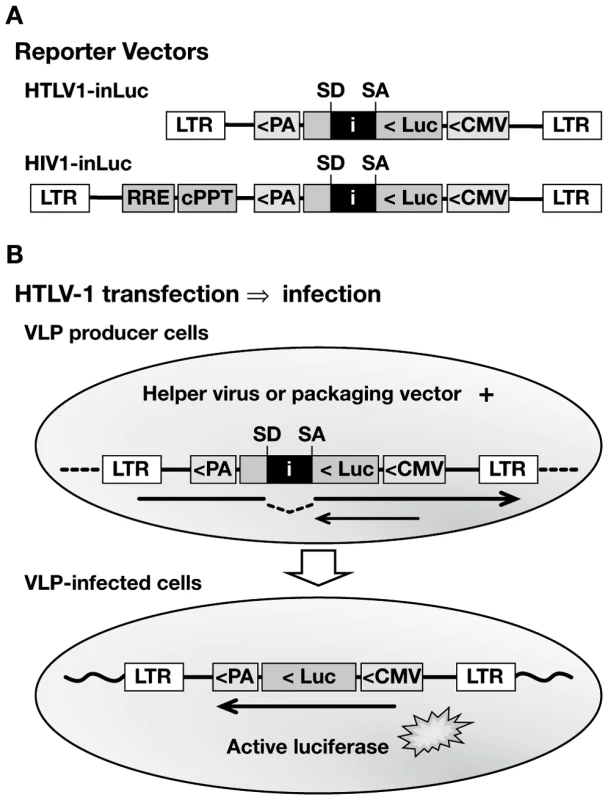 Specialized HTLV-1 and HIV-1 reporter vectors to measure single-cycle replication in coculture infection.