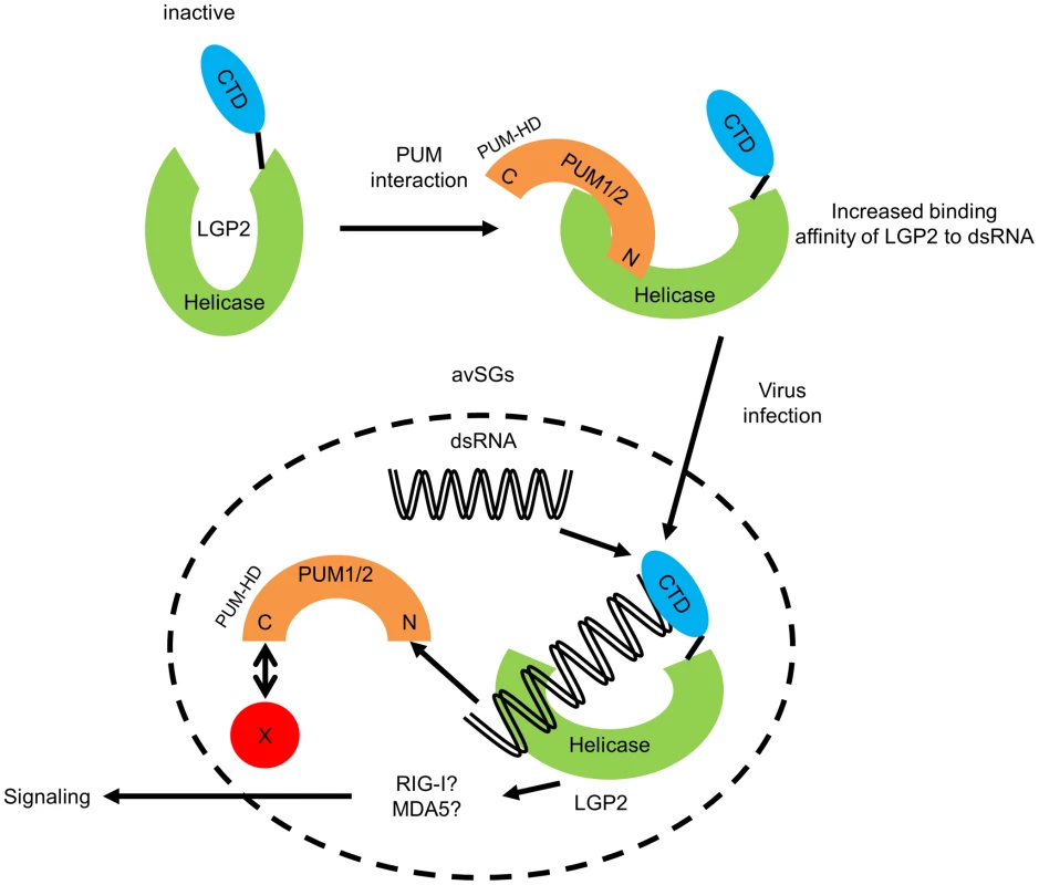 Hypothetical model for regulation of LGP2 by PUM1 and PUM2 in avSG.