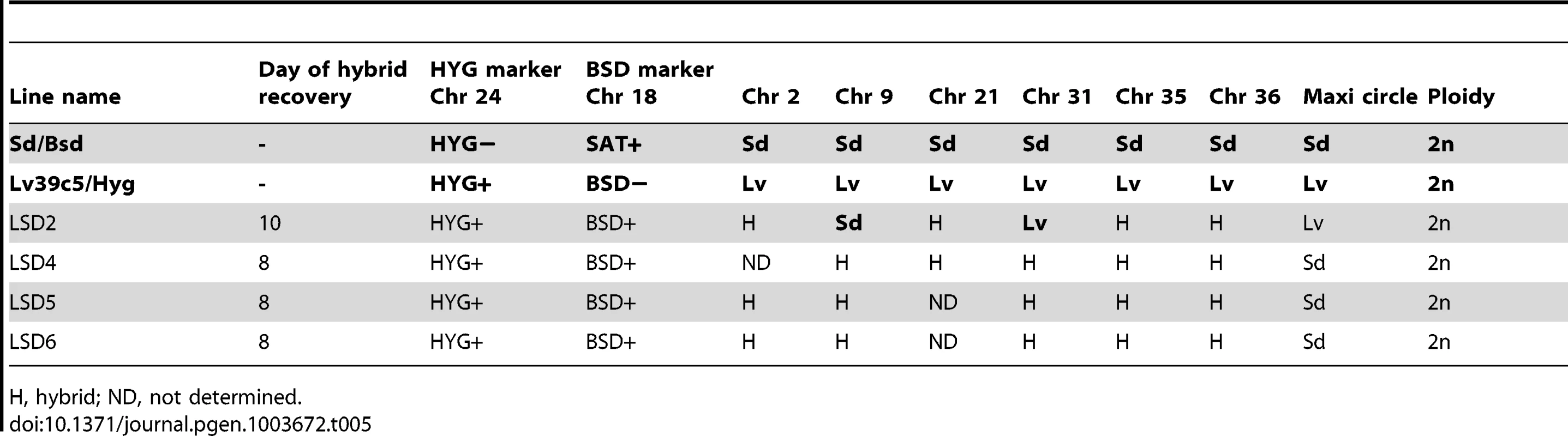 Summary of Sd/Bsd×LV39c5/Hyg hybrid genotypes generated in <i>P. duboscqi</i>.