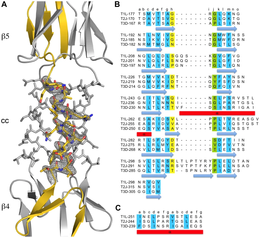 Structural features of the T3D σ1 body domain and sequence alignments with T1L and T2J σ1.
