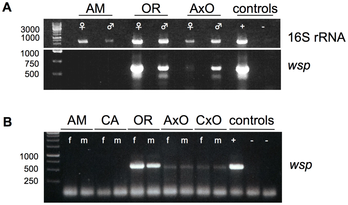 Presence of germline-associated microbes in <i>D. paulistorum</i> semispecies and their sterile hybrids.