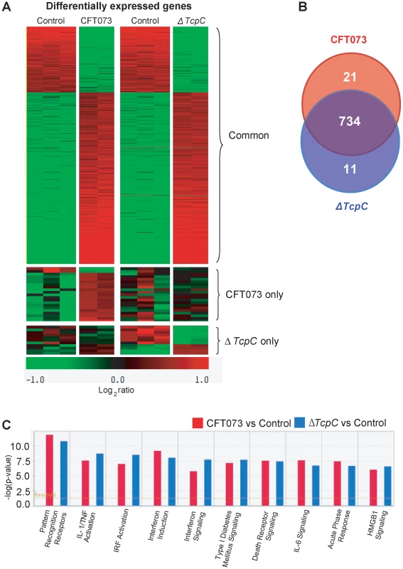 Uroepithelial gene expression in response to <i>in vitro</i> infection with CFT073 or <i>ΔTcpC</i>.