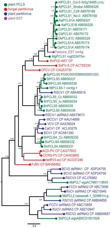 Molecular phylogenetic analysis of partitivirus CPs and plant PCLSs.