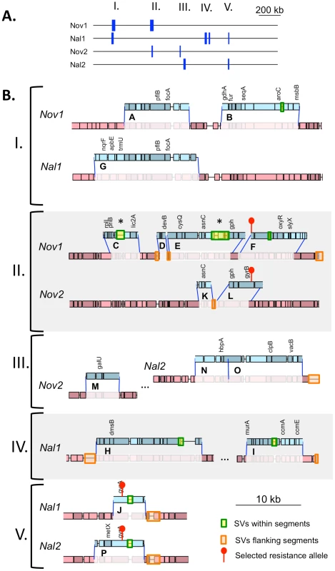 Recombination events detected in four transformants.