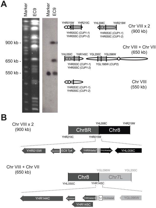 EC-C1 strains contain large-scale chromosomal rearrangements.