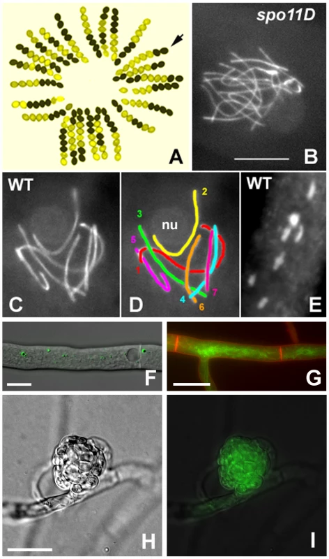 <i>S. macrospora</i> as a model organism for the analysis of meiosis and fruiting body development.