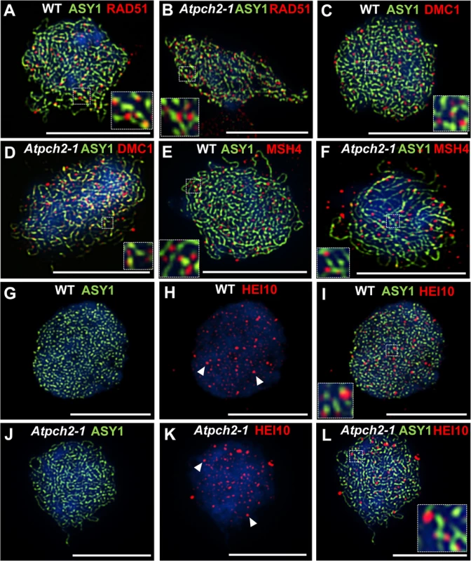 Dual localization of ASY1 and recombination pathway proteins in wild type and <i>Atpch2-1</i> meiotic nuclei at early prophase I.