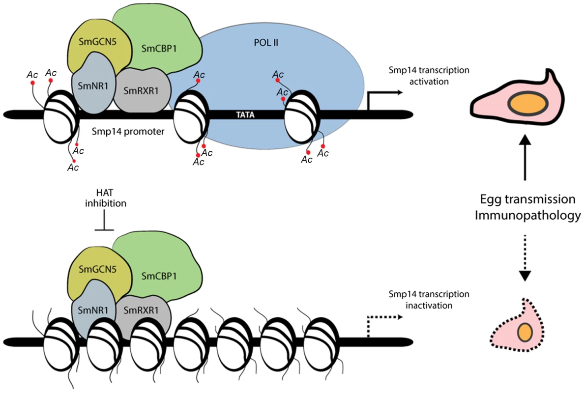 Proposed model of the acetylation-dependent activation of <i>Smp14</i> transcription and eggshell formation.