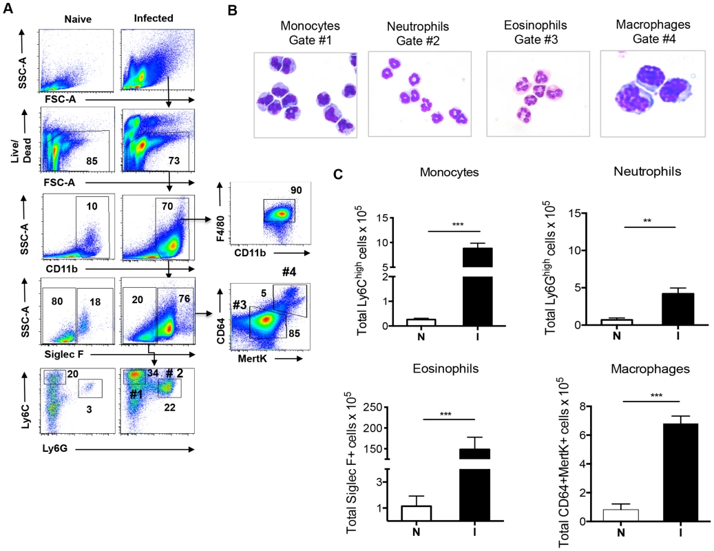 Hepatic inflammation during infection is associated with increased numbers of monocytes, neutrophils, eosinophils and macrophages.