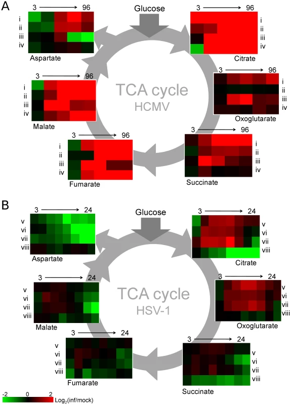 TCA cycle metabolite levels increase in HCMV and drop in HSV-1 infected cells.