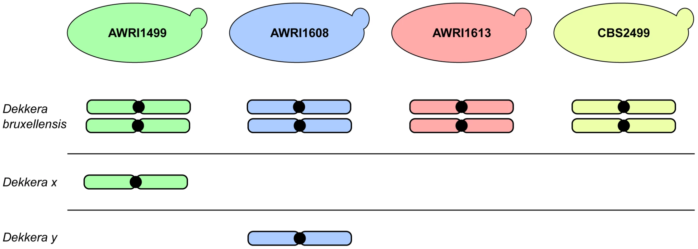 Schematic representation of <i>D. bruxellensis</i> strain genomes.