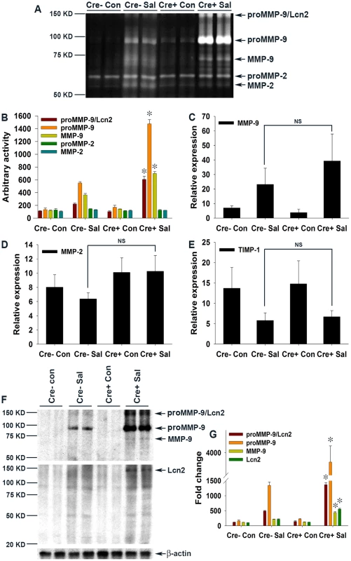 Elevated levels of Lcn2 in the colonic milieu of <i>S.</i> Typhimurium-infected mice stabilize proMMP-9.