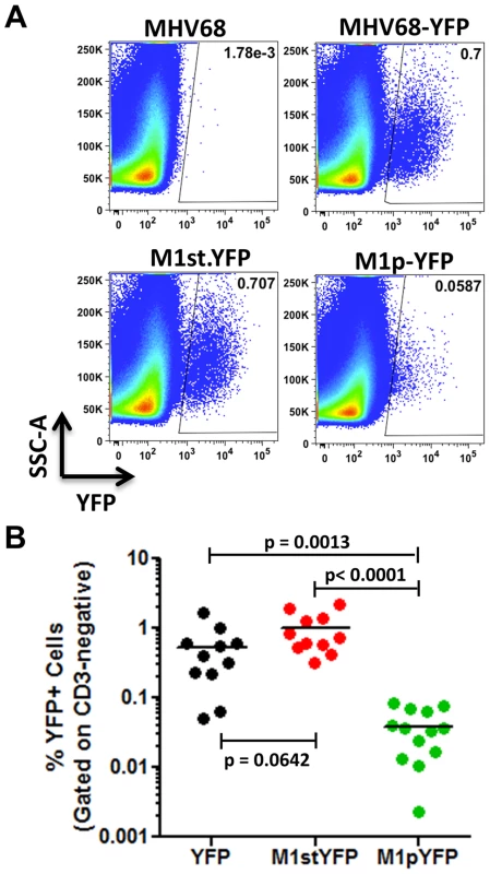M1 promoter activity is detected in a subset of MHV68 infected splenocytes.