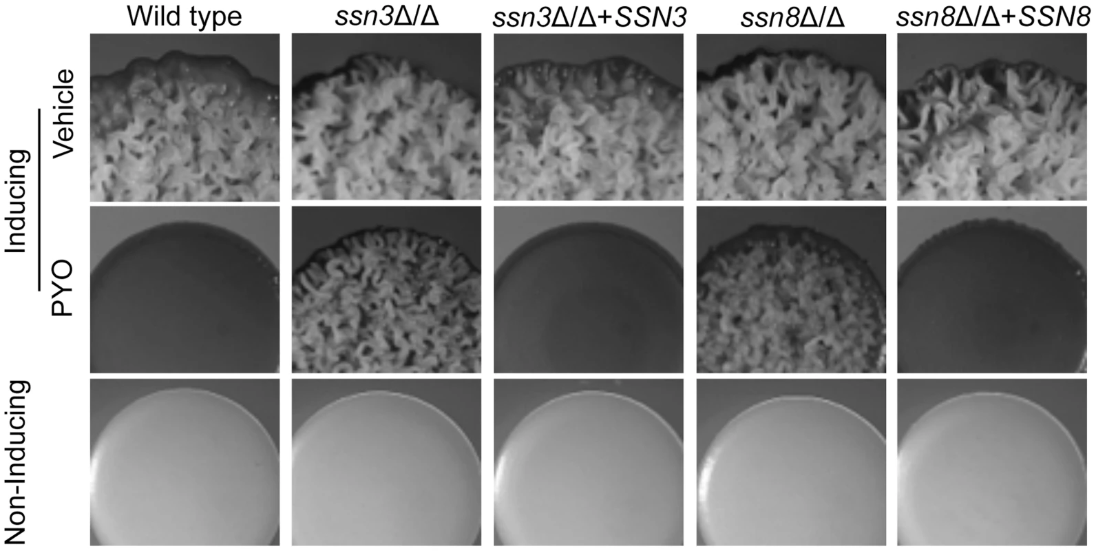 Genetic screen revealed that <i>ssn3</i> and <i>ssn8</i> mutants maintain wrinkling in the presence of PYO.