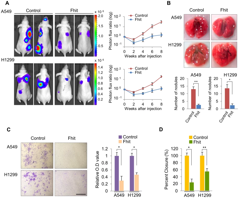 Elevated FHIT expression inhibits metastasis in human NSCLCs.