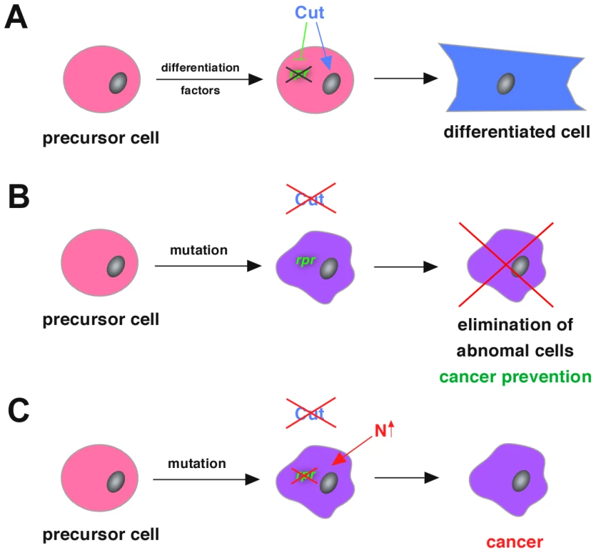 Model of cancer prevention mechanism by cell fate specifying transcription factors like Cut.