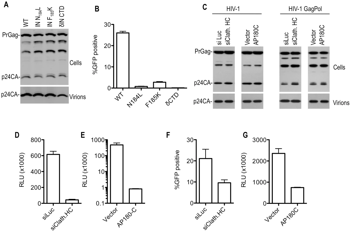 Effect of Pol mutations and clathrin on HIV-1 infectivity.