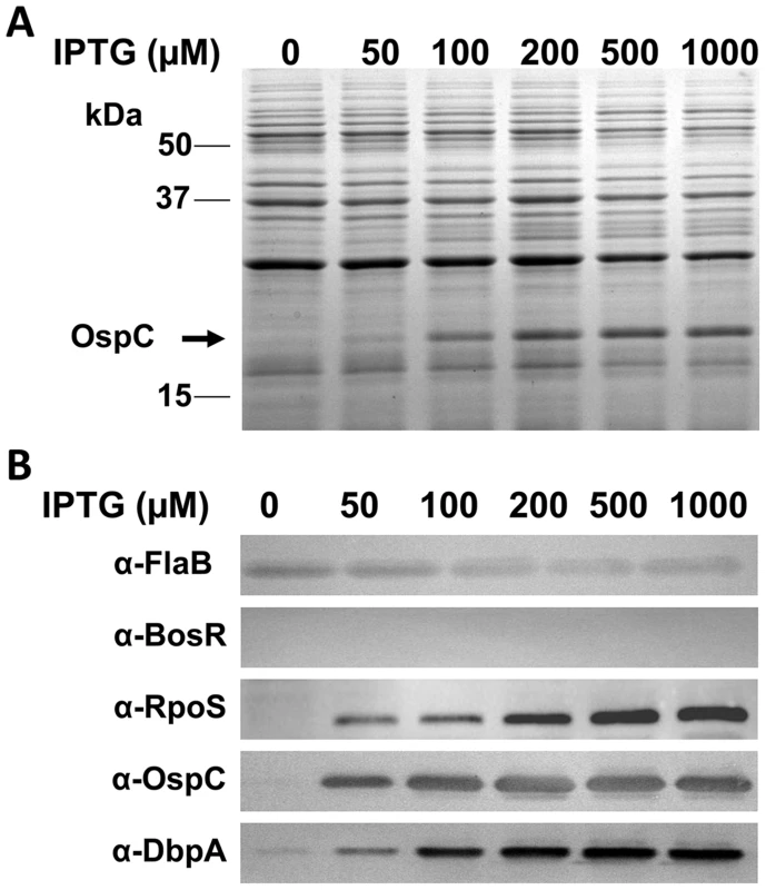 Induction of <i>rpoS</i> by IPTG results in the synthesis of OspC and DbpA in the <i>bosR</i> mutant.
