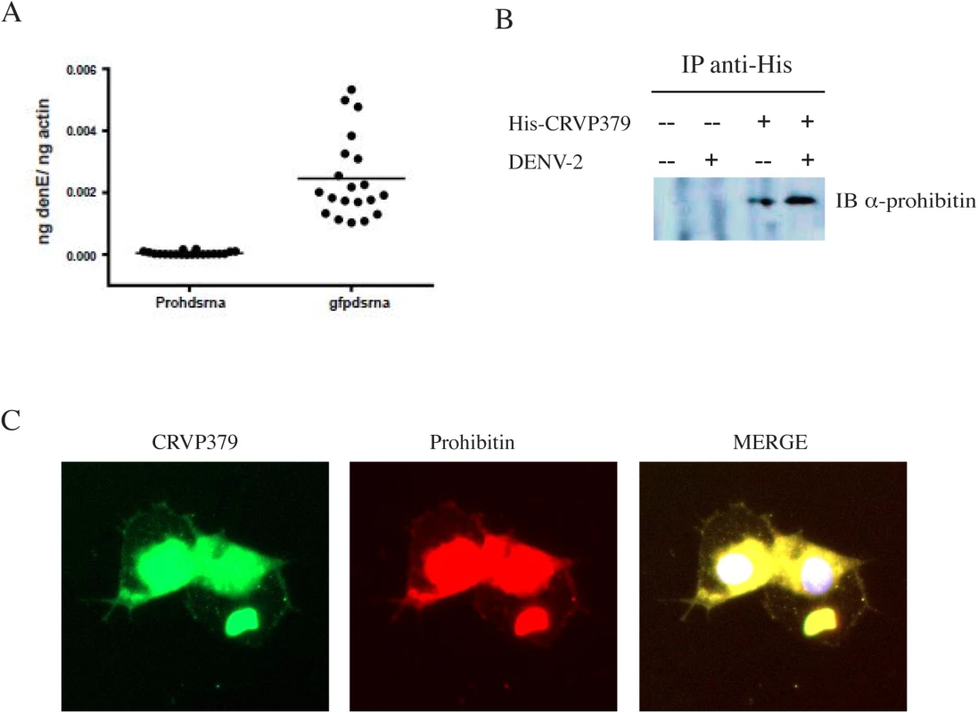 CRVP379 interacts with mosquito prohibitin during DENV infection.