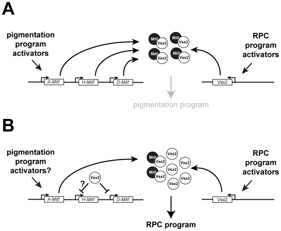 Models of Mitf regulation in RPCs during normal retinal development.