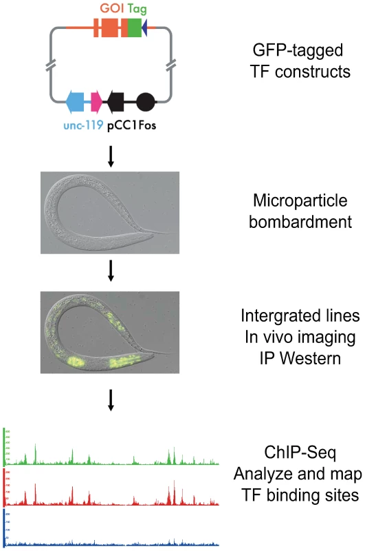 Experimental pipeline for identification of transcription factor binding sites in <i>C. elegans</i>.